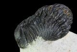 Bargain, Morocops Trilobite - Visible Eye Facets #92320-3